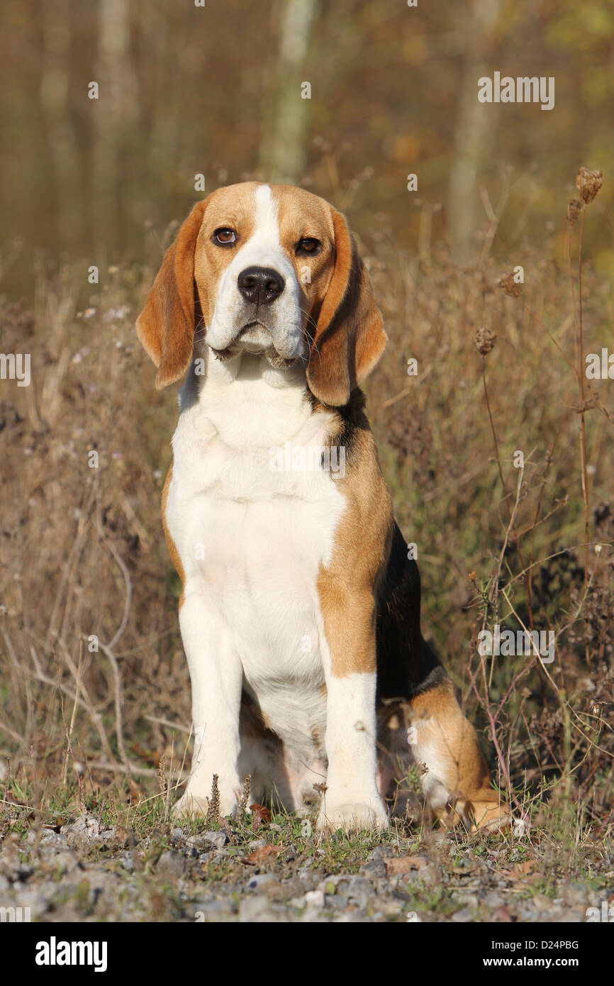 Dog Beagle Adult Sitting Portrait Stock Photo Alamy