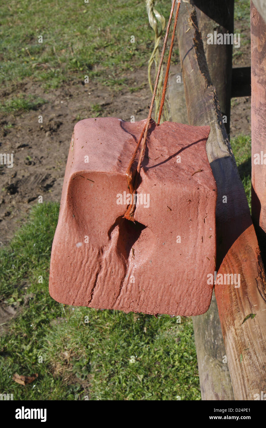 Horse mineral block hanging from fence in paddock, Suffolk, England