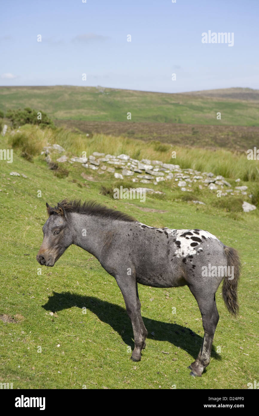 Horse, Dartmoor Pony, foal, grazing on moorland habitat, Dartmoor N.P