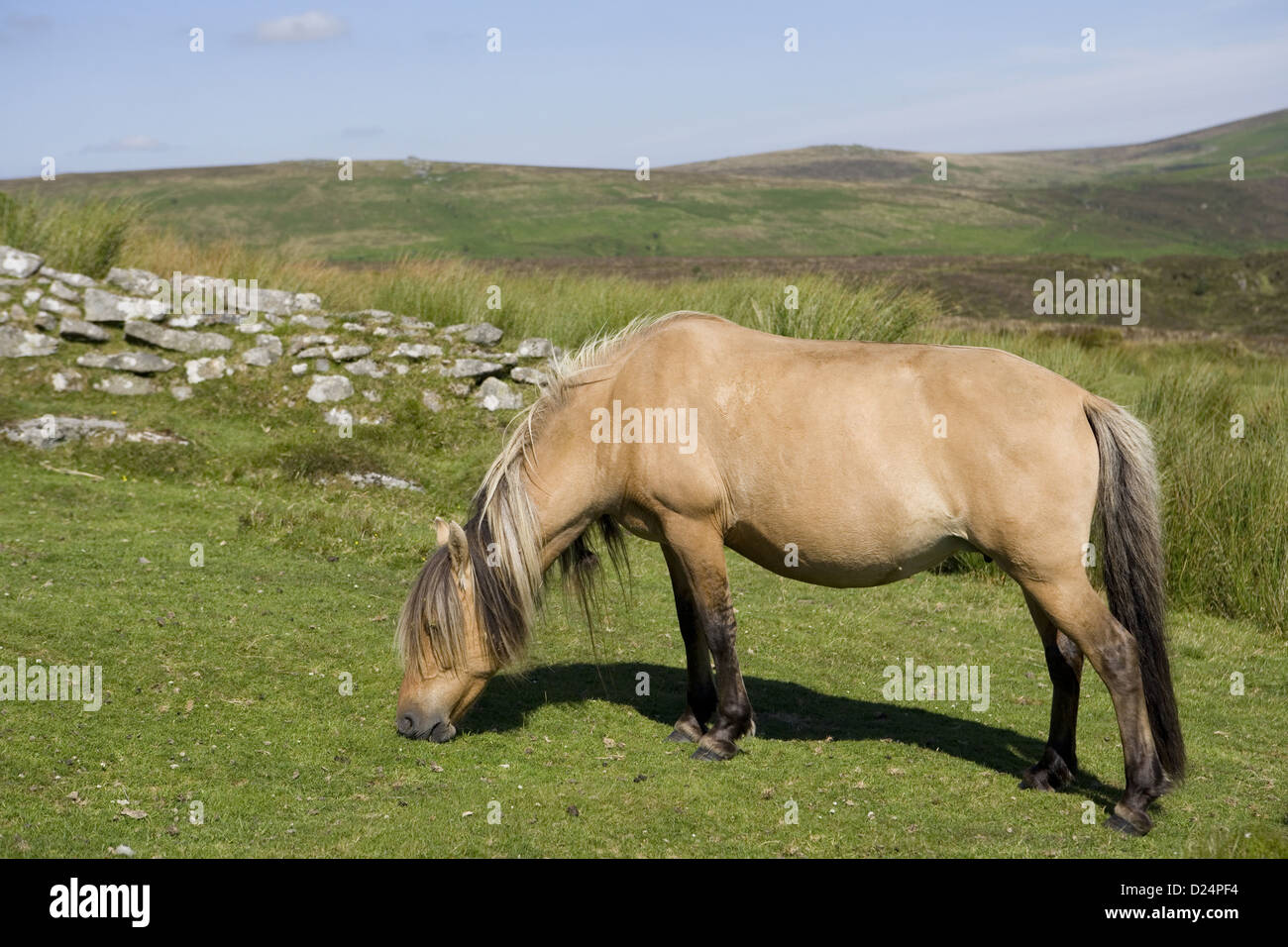 Horse, Dartmoor Pony, adult, grazing on moorland habitat, Dartmoor N.P