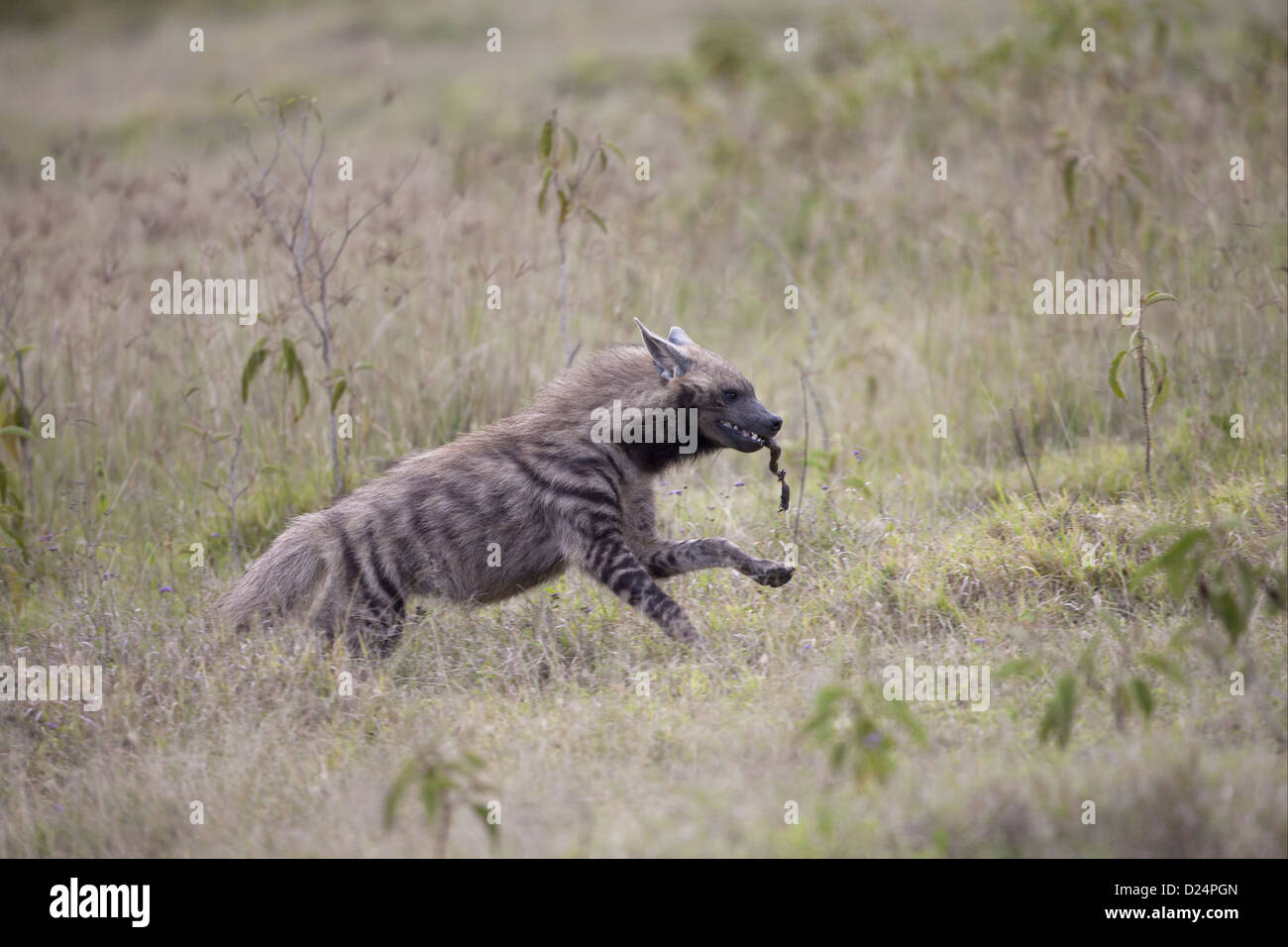 Striped Hyena (Hyaena hyaena) adult, running with food in mouth, Lake