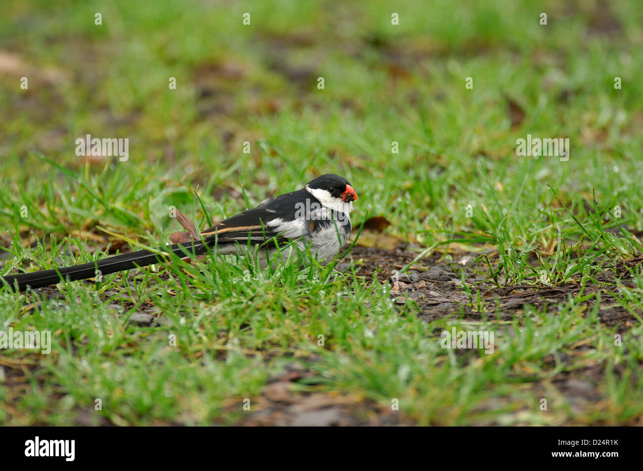 Pintailed Whydah eating Stock Photo