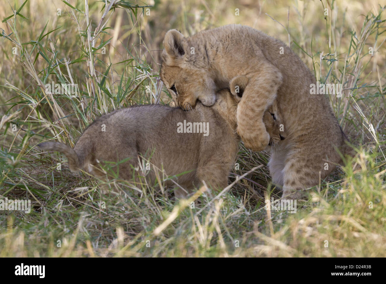 Masai Lion (Panthera leo nubica) two cubs, playfighting, Masai Mara, Kenya, August Stock Photo