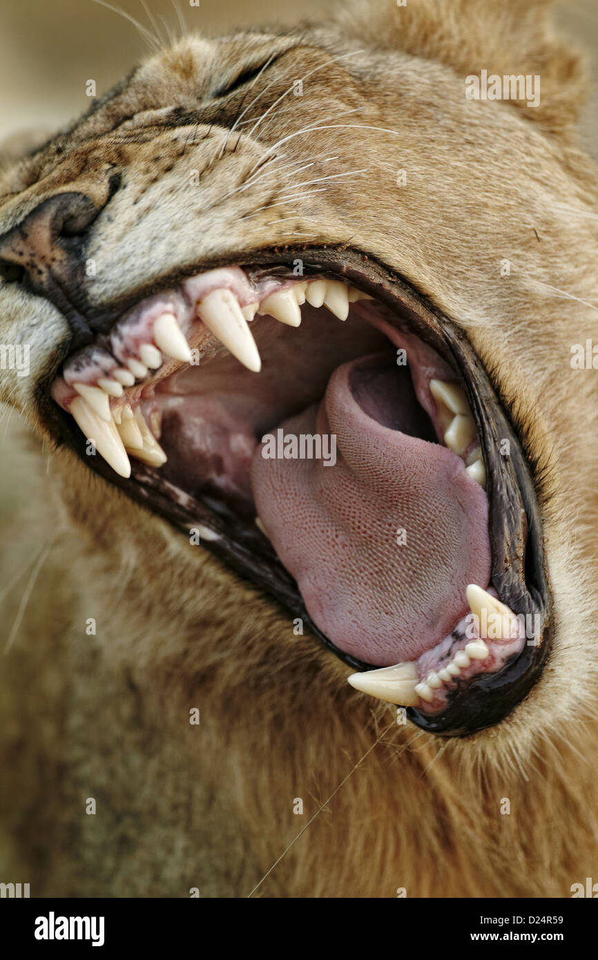 Transvaal Lion Panthera leo krugeri immature male close-up head yawning Timbavati Game Reserve Greater Kruger N.P South Africa Stock Photo