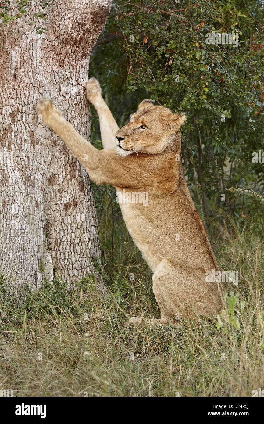 Transvaal Lion Panthera leo krugeri adult female sharpening claws on tree trunk Timbavati Game Reserve Greater Kruger N.P South Stock Photo