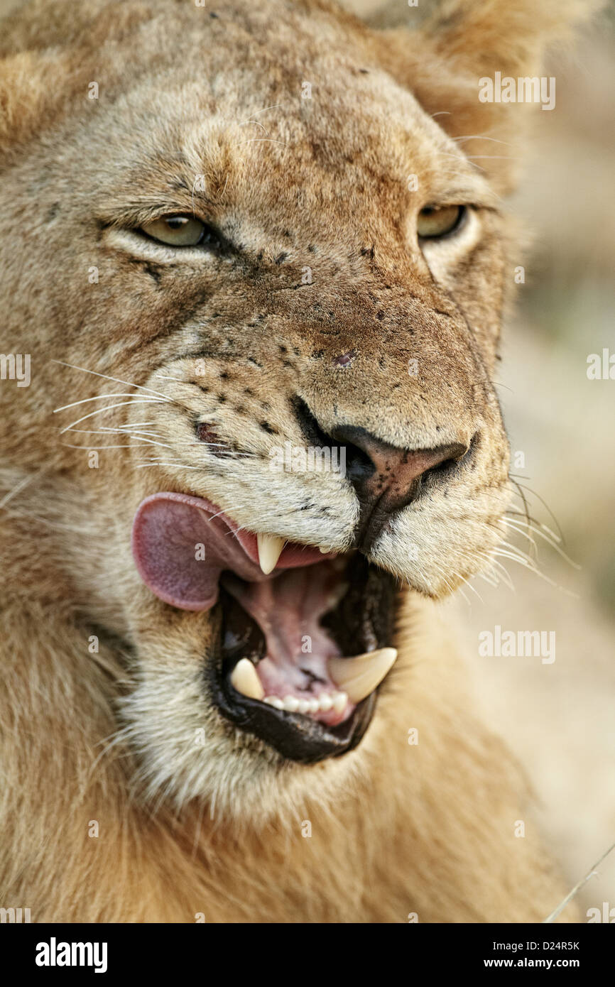 Transvaal Lion Panthera leo krugeri immature male close-up head licking mouth Timbavati Game Reserve Greater Kruger N.P South Stock Photo