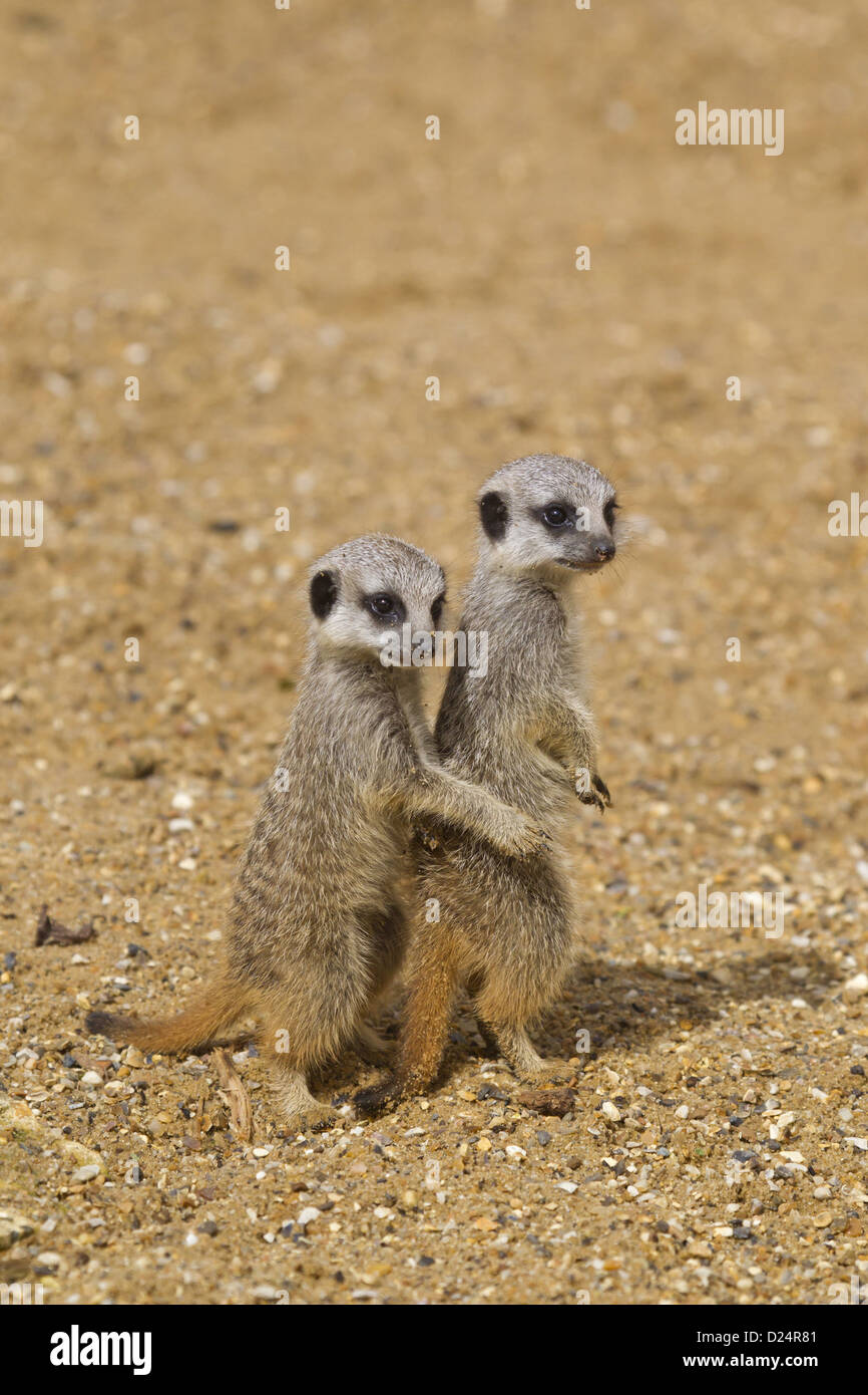Animal on two legs hi-res stock photography and images - Alamy