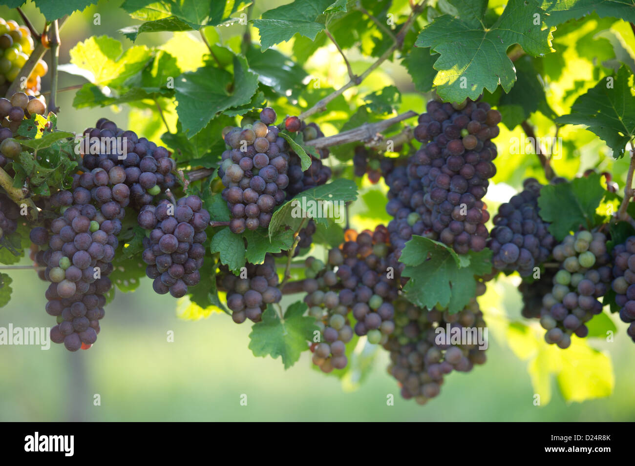 Grapes hanging from the vine  Stock Photo