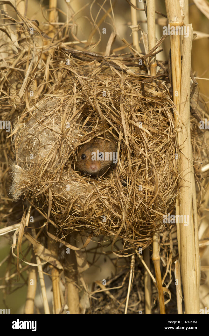 Harvest mouse nest hires stock photography and images Alamy