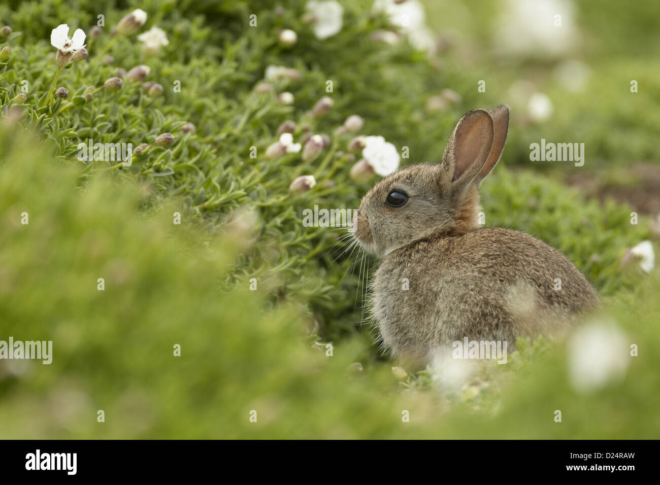 European Rabbit Oryctolagus cuniculus young sitting amongst Sea Campion Silene maritima flowers on clifftop Pembrokeshire Wales Stock Photo
