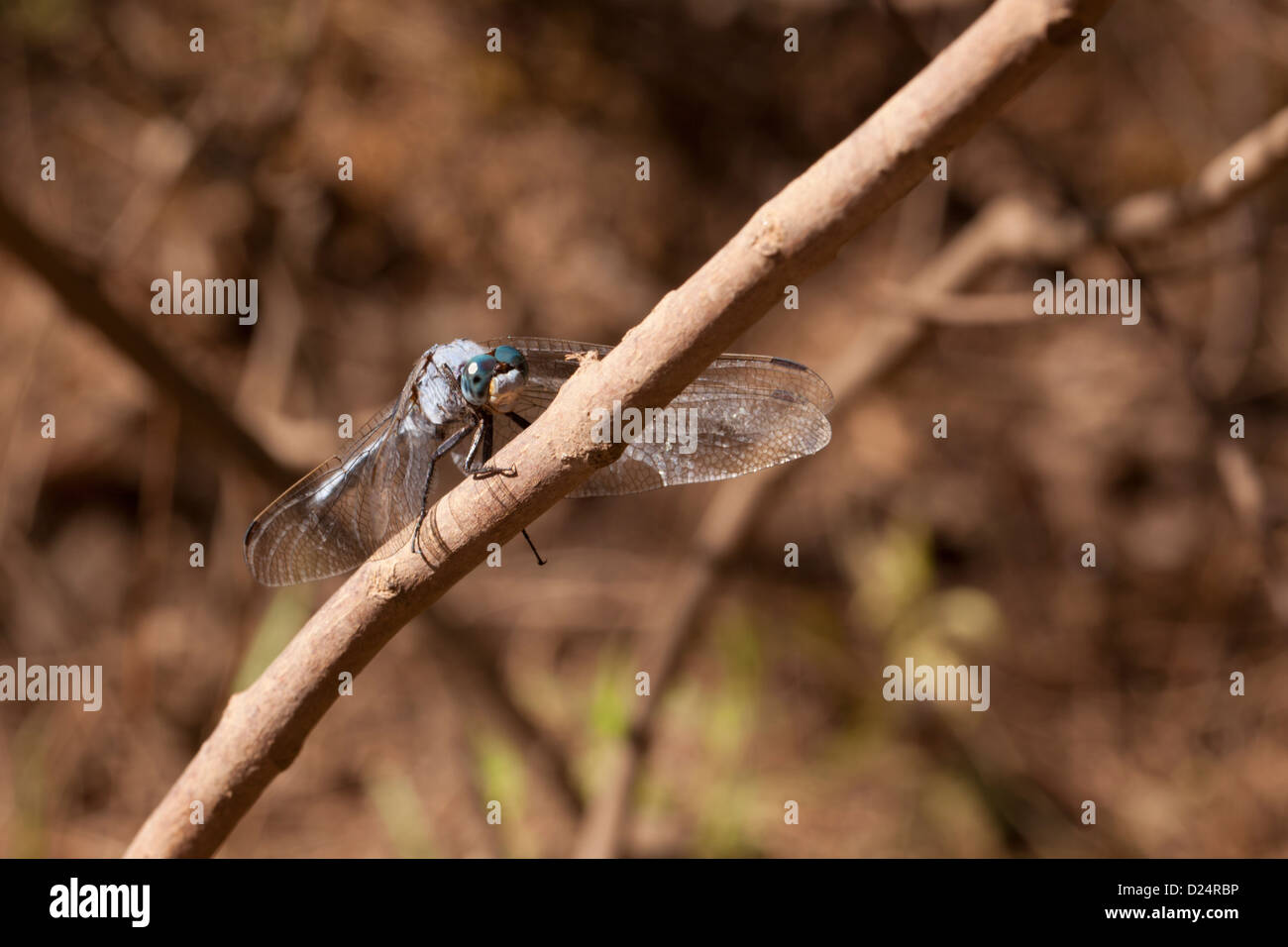 The Male Blue Dasher Dragonfly Waiting For Its Prey Stock Photo - Alamy