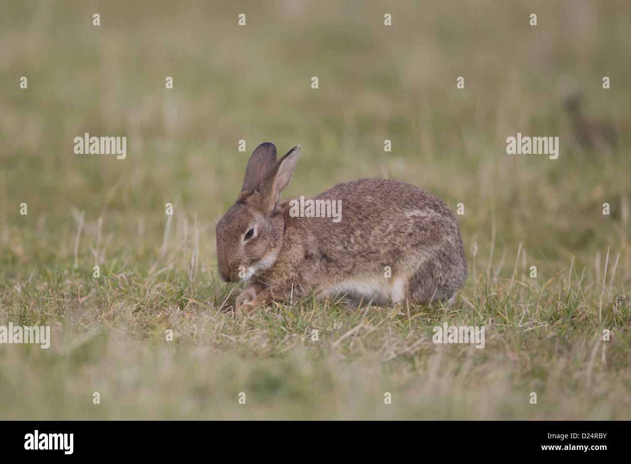 European Rabbit Oryctolagus cuniculus adult digging to expose grass