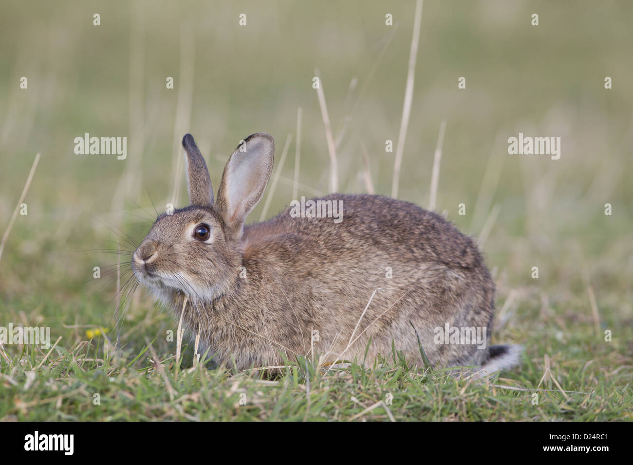 European Rabbit (Oryctolagus cuniculus) adult scent marking rubbing