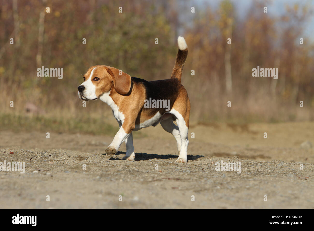Are Beagles Good Running Dogs