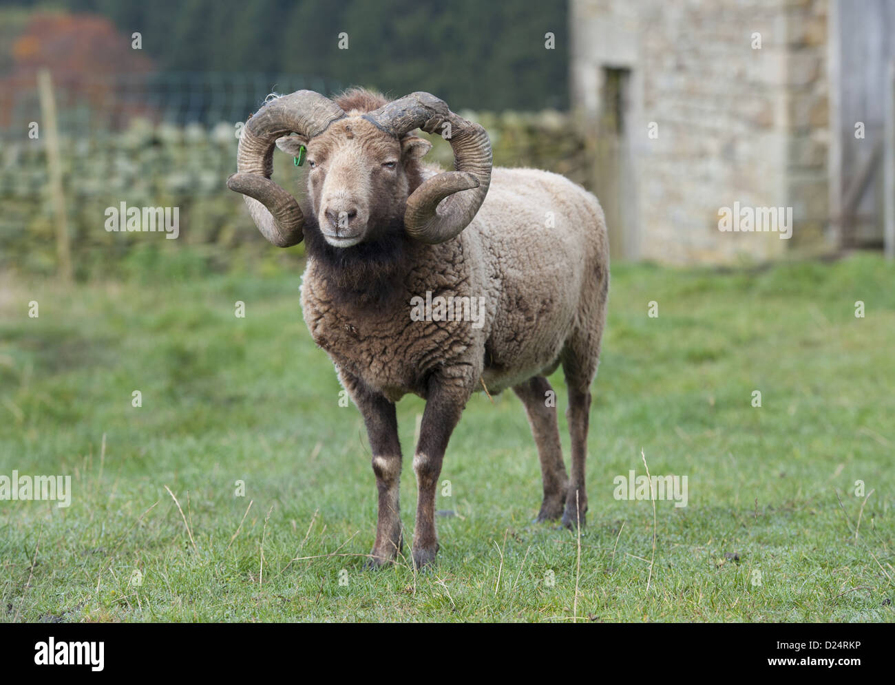 Domestic Sheep, Castlemilk Moorit ram, standing in pasture, Tosside