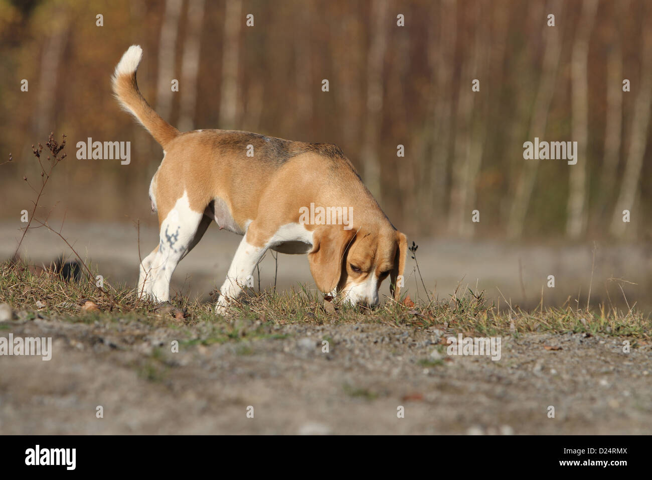 Dog Beagle adult smell the ground Stock Photo Alamy