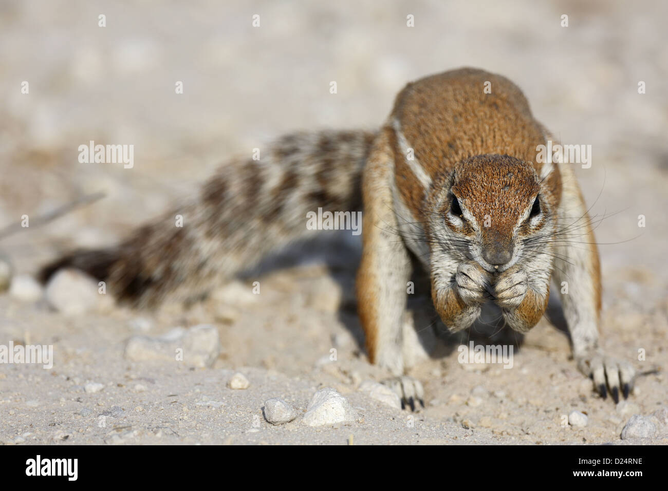 Cape Ground Squirrel Xerus inauris adult male feeding Kgalagadi