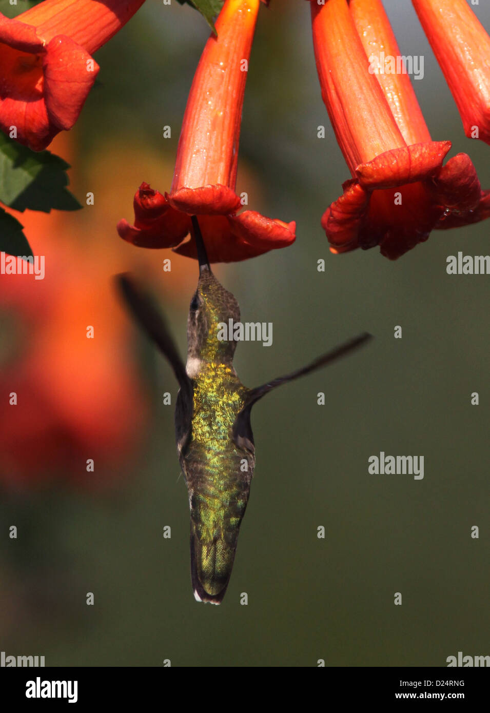 Ruby throated hummingbird feed trumpet creeper vine Stock Photo