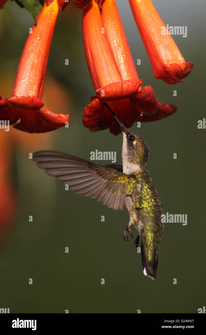 Ruby throated hummingbird feed trumpet creeper vine Stock Photo
