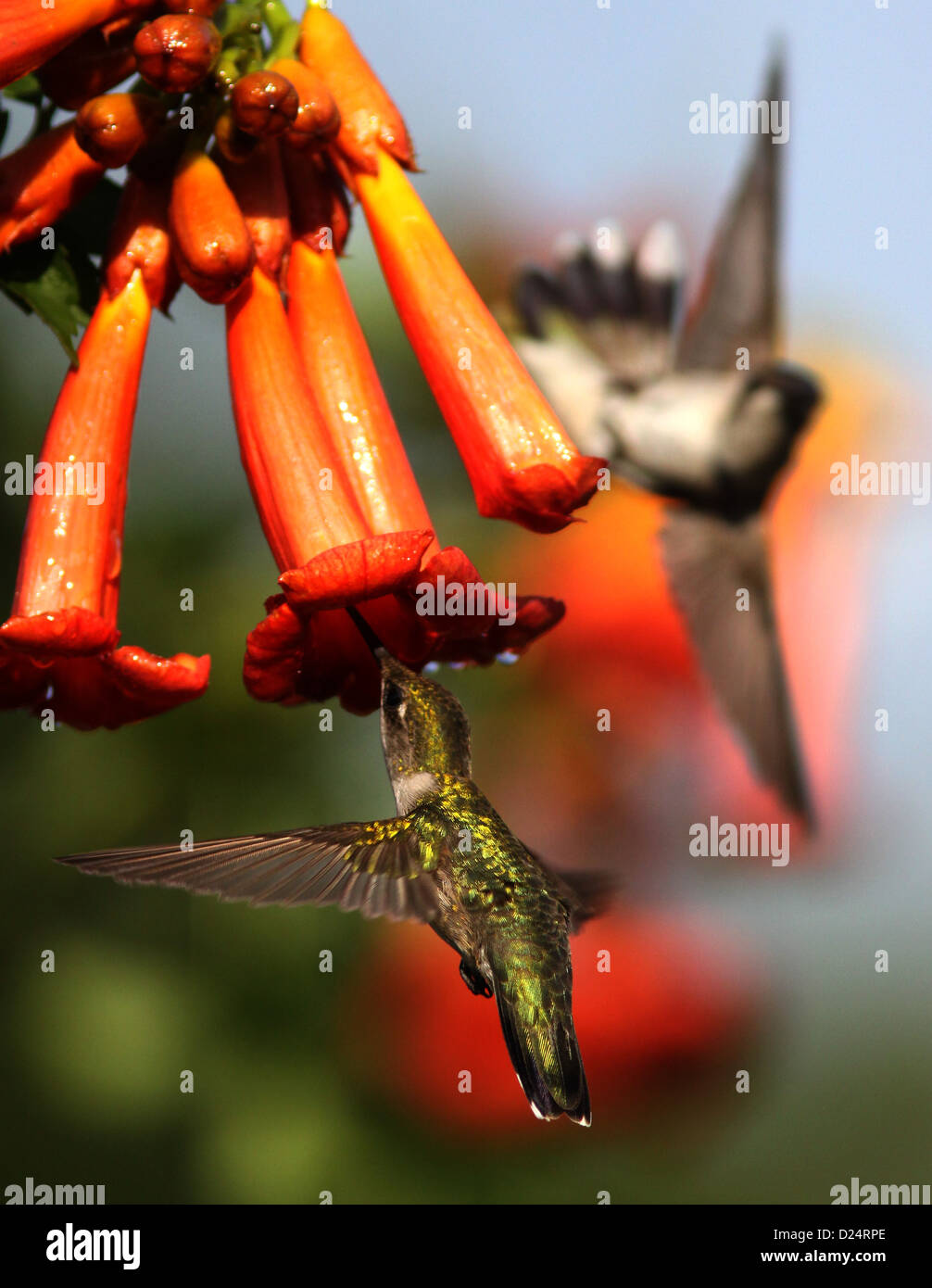 Ruby throated hummingbird feed trumpet creeper vine Stock Photo