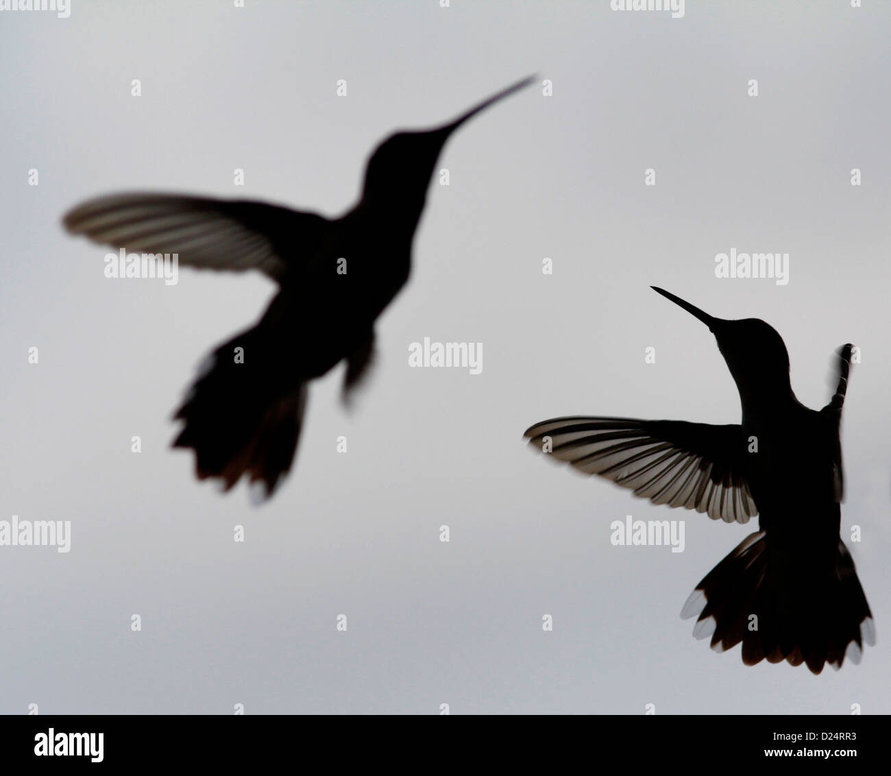 Ruby throated hummingbirds fighting at feeder Kentucky Stock Photo