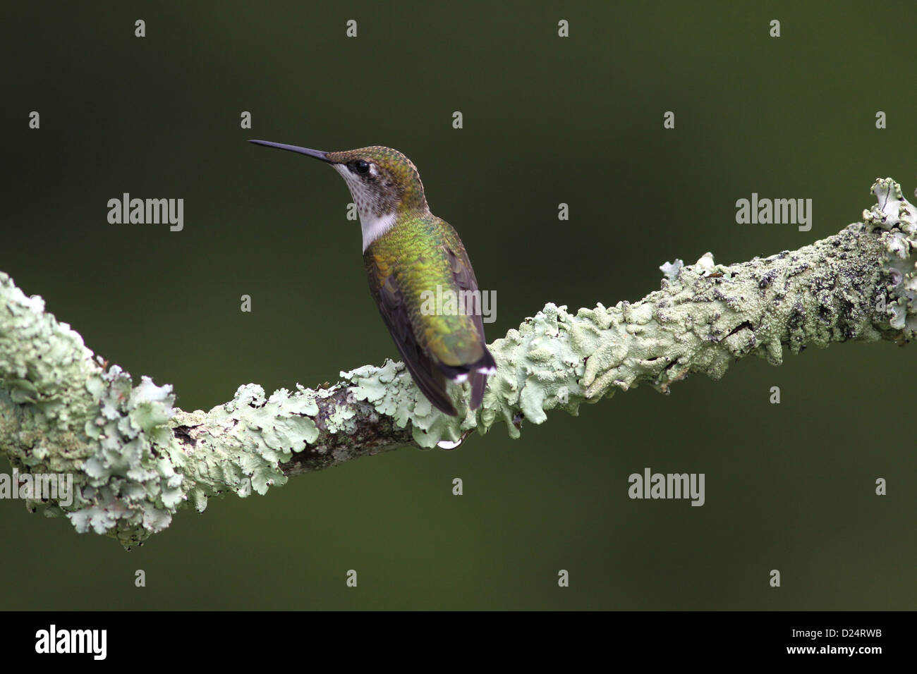 Ruby throated hummingbird male Ohio perched lichen covered branch Stock Photo