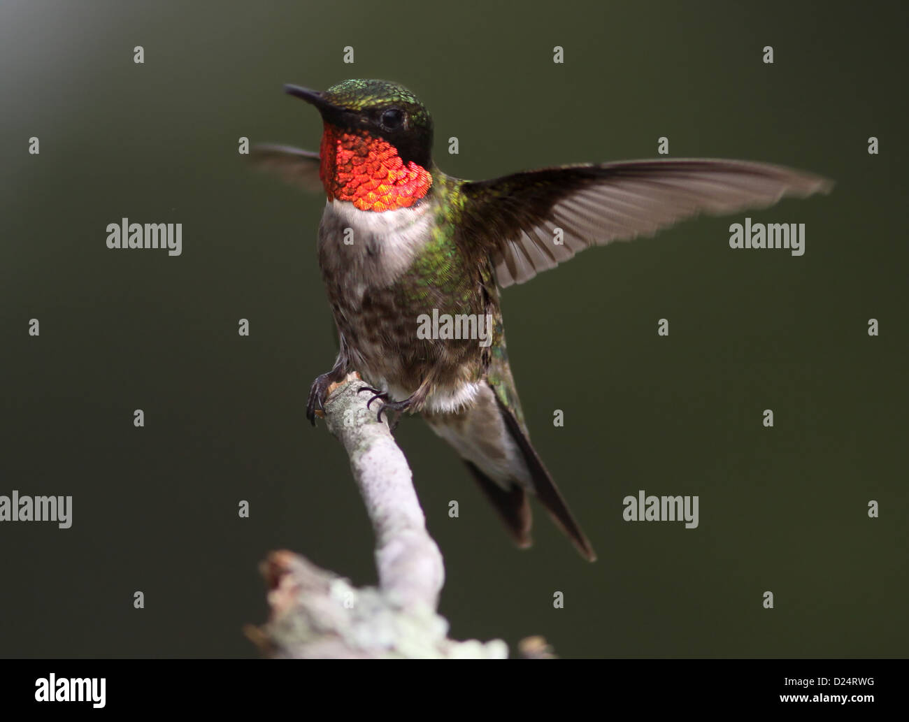 Hummingbird male perched hi res stock photography and images Alamy