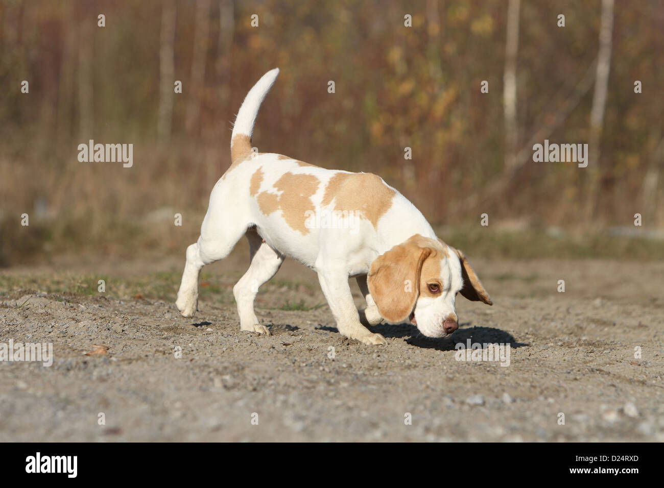 Do Beagles Smell Doggy