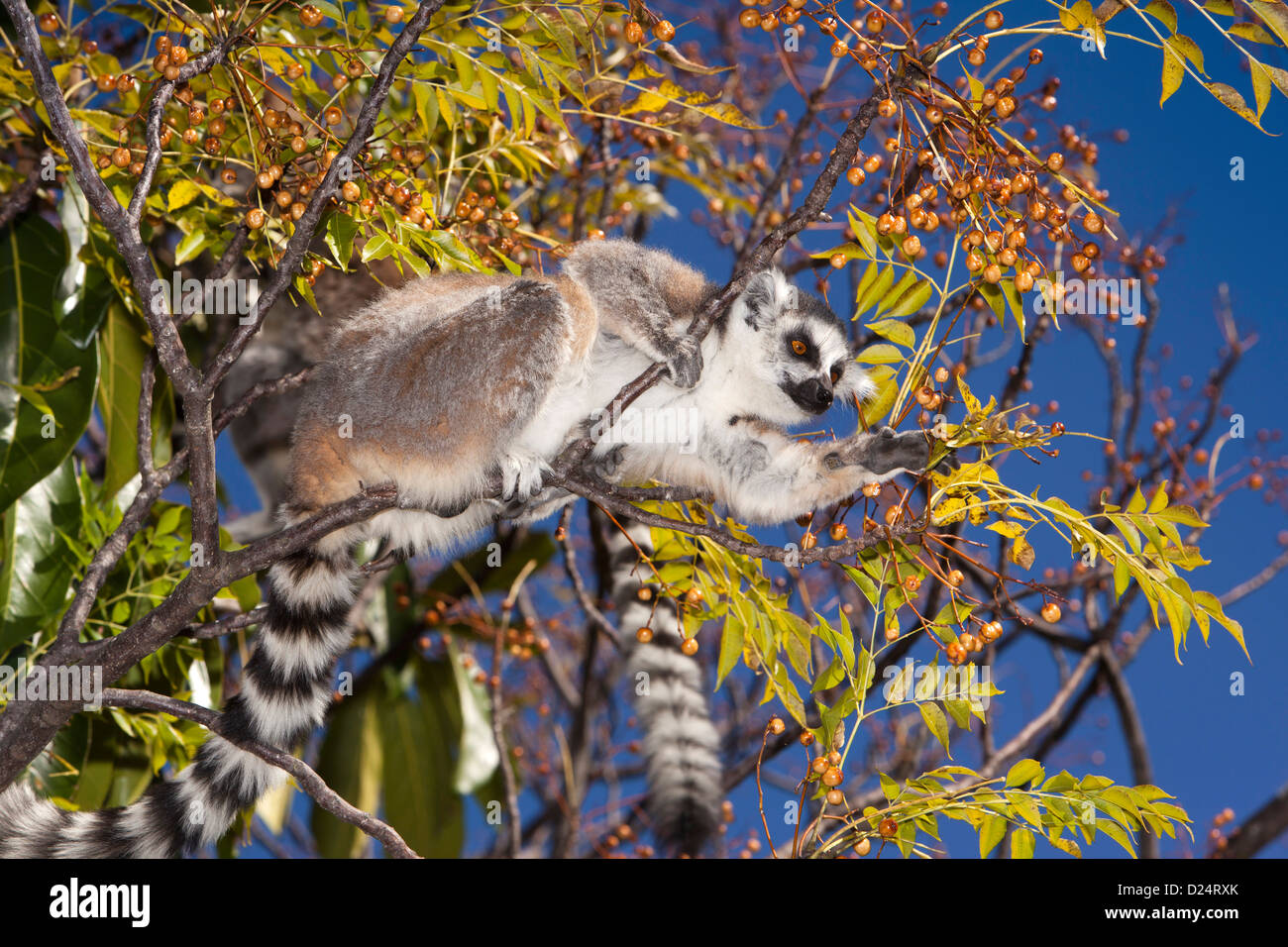 Madagascar, Ambalavao, Reserve d’Anja, Ringtailed Lemurs, feeding on berries in lilla tree Stock Photo