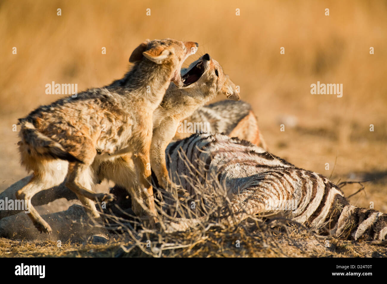FIGHTING JACKALS, Canis mesomelas, at a zebra kill Stock Photo