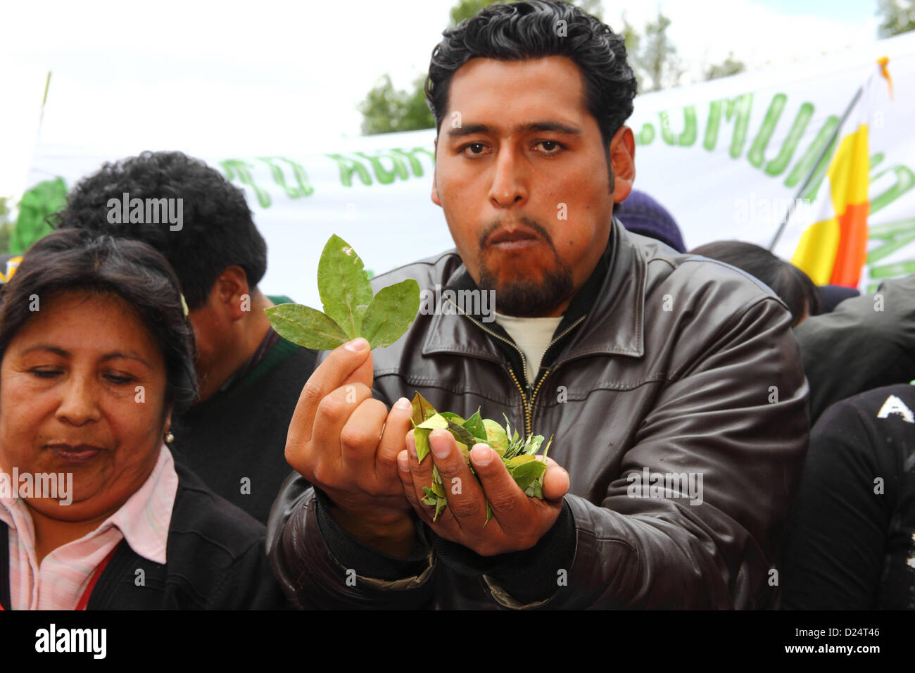 LA PAZ, BOLIVIA, 14th January. A person holds coca leaves at an event to celebrate Bolivia rejoining the 1961 UN Single Convention on Narcotic Drugs. Bolivia formally withdrew from the Convention in 2011 and had been campaigning for clauses banning traditional uses of the coca leaf to be removed. By the 11th January 2013 deadline only 15 countries (less than the 62 required to block the proposal) had registered an objection to Bolivia rejoining the Convention with special dispensations. Rejoining will come into effect from 10th February 2013. Stock Photo