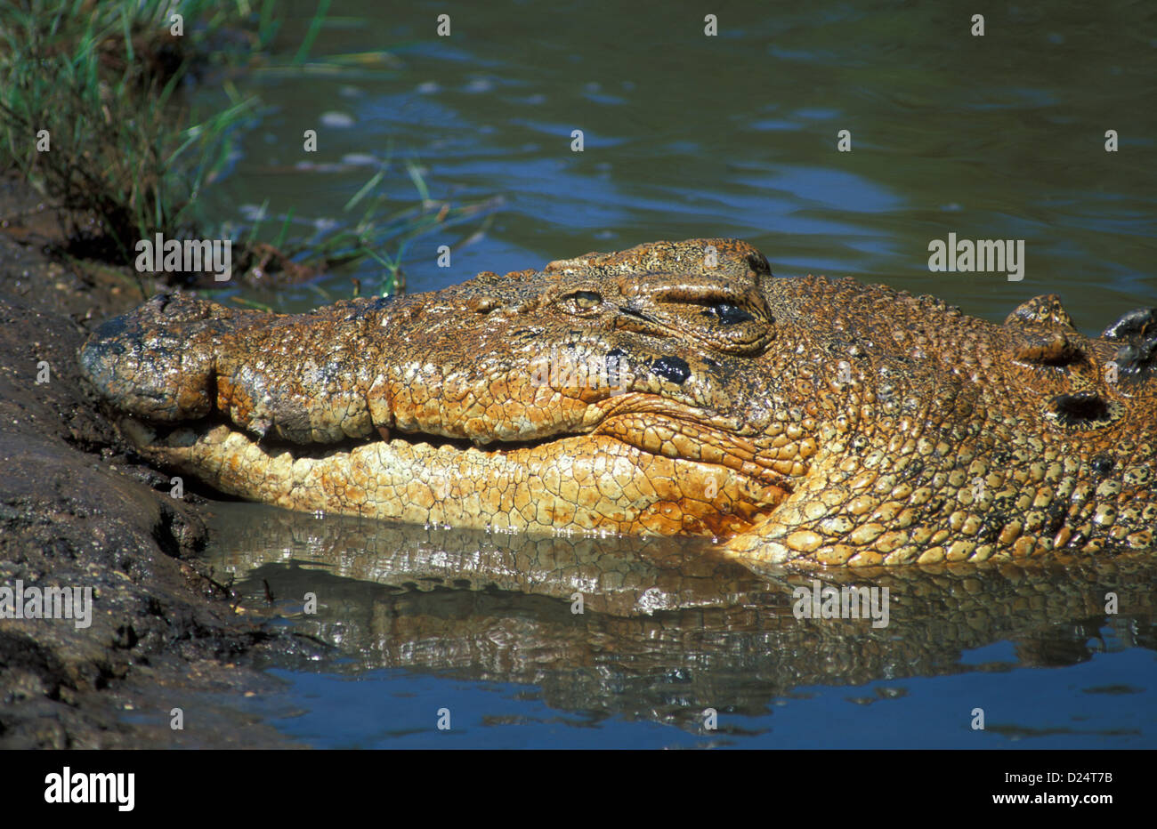 Salt-water Crocodile (Crocodylus porosus) Close-up of head resting at ...