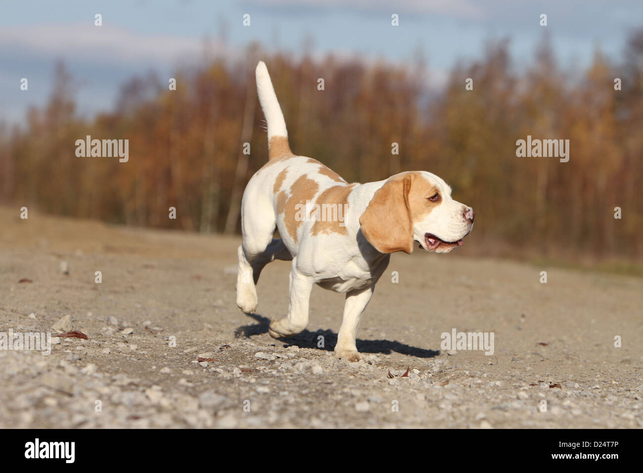 Dog Beagle adult running Stock Photo Alamy