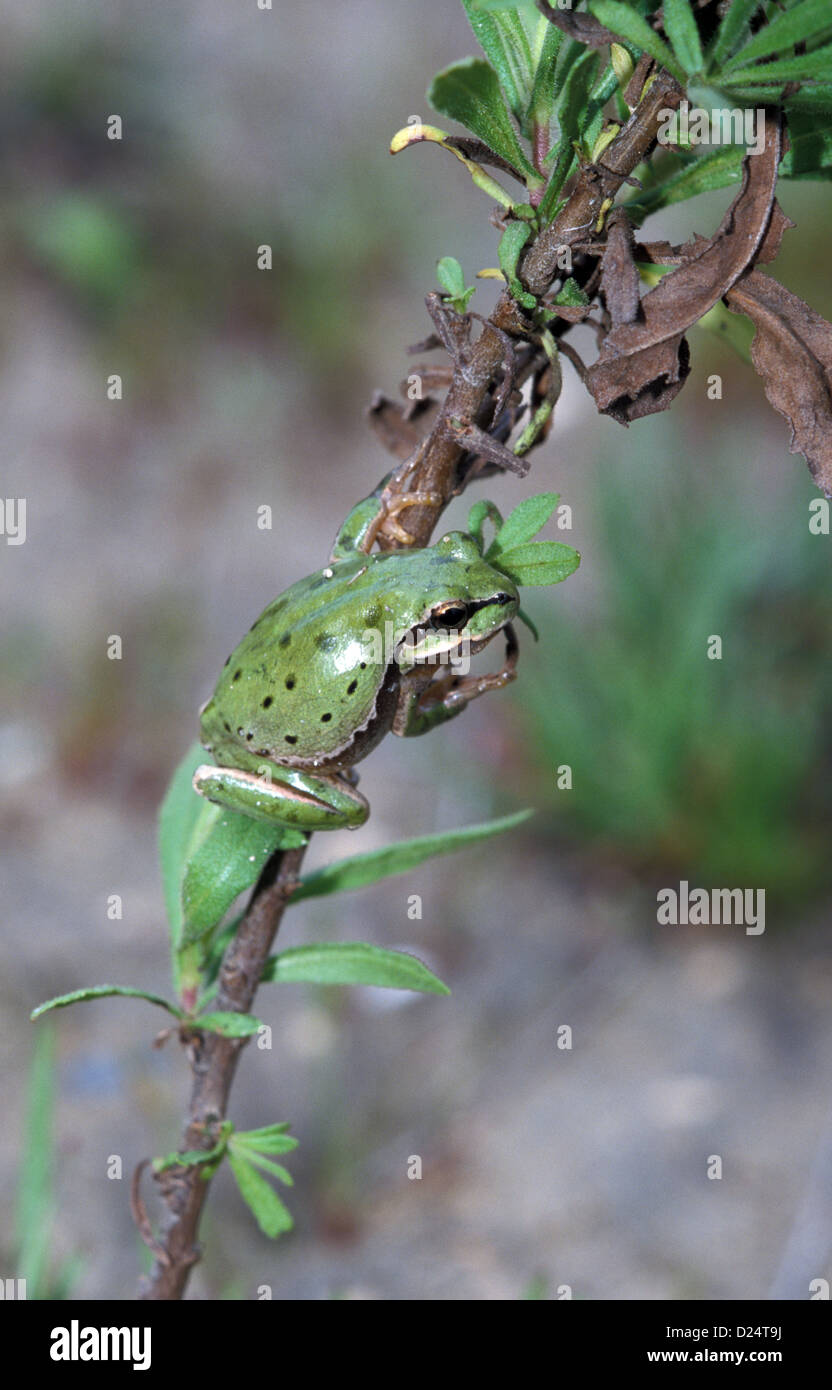 Common European Tree Frog (Hyla arborea) Cyprus Stock Photo Alamy