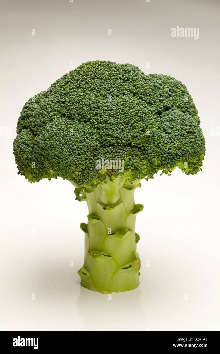 single broccoli on white background or fresh raw vegetable Stock Photo