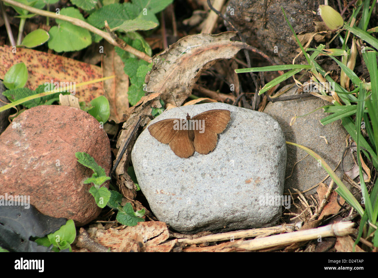 A small brown butterfly sitting on a rock in a garden at the Peguche Falls near Otavalo, Ecuador Stock Photo