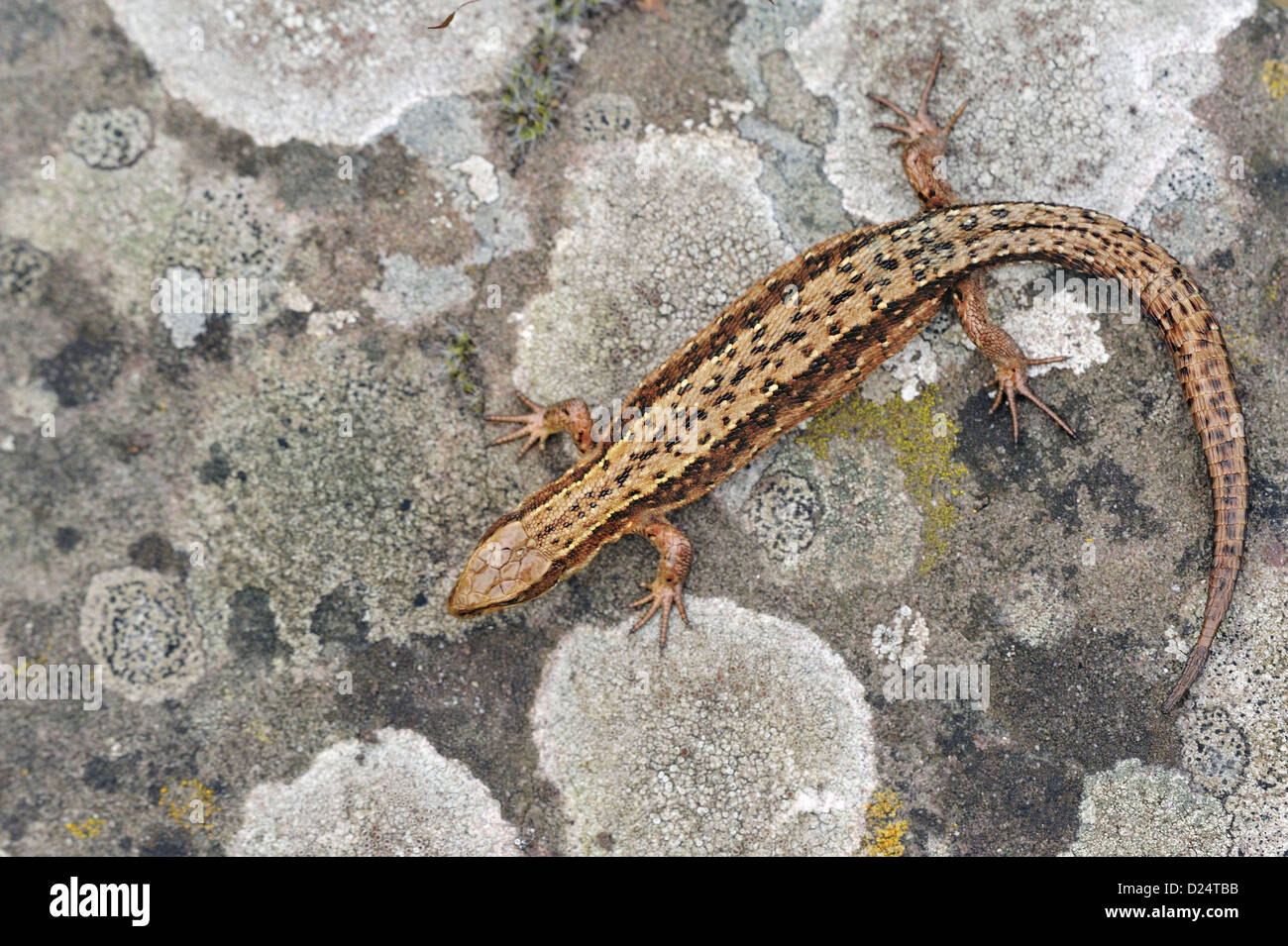 Common Lizard (Zootoca vivipara) adult female, resting on lichen covered rock, Abergavenny, Monmouthshire, Wales, March Stock Photo