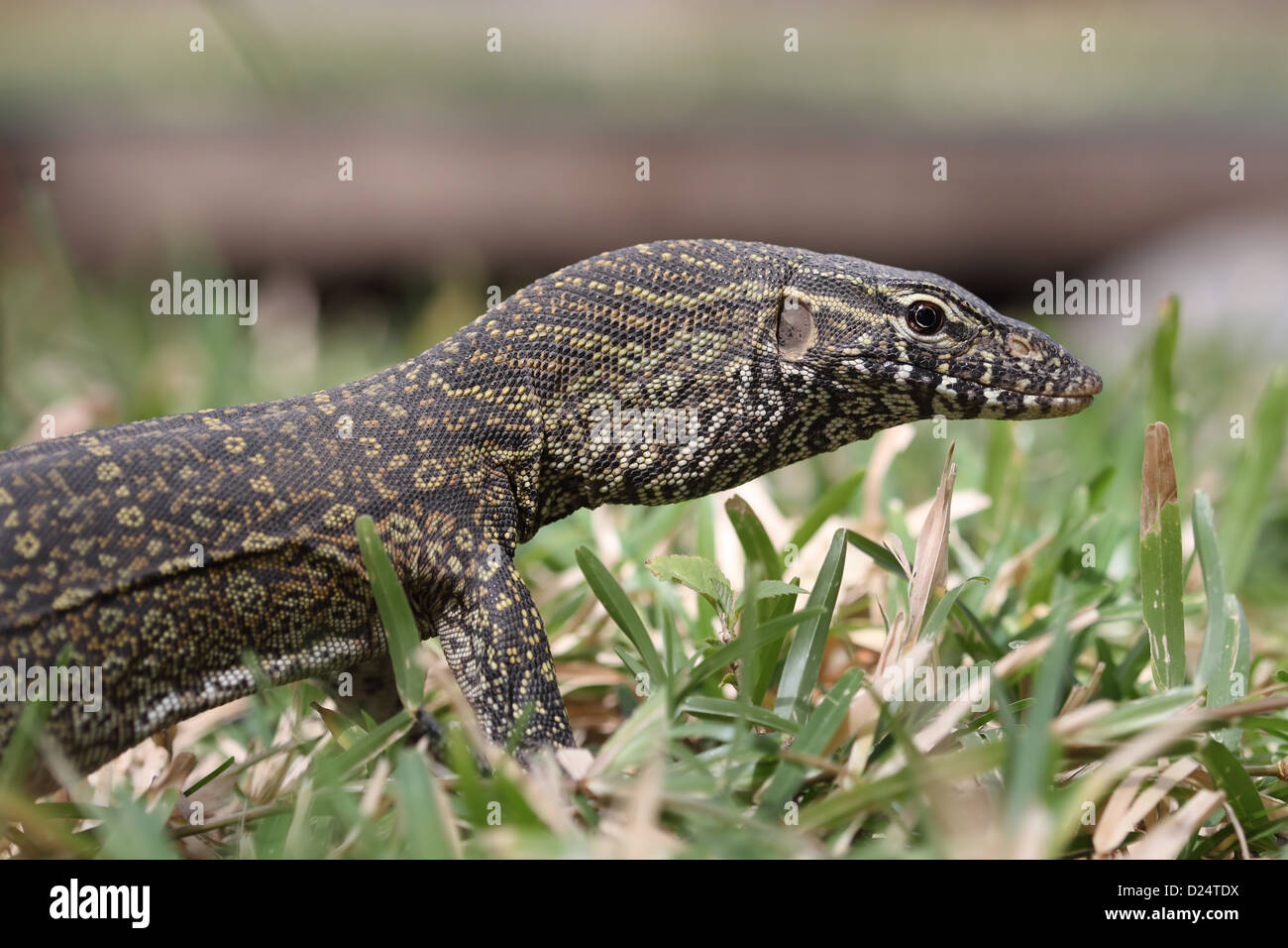 Nile Monitor (Varanus niloticus) immature, close-up of head and front legs, Gambia, february Stock Photo
