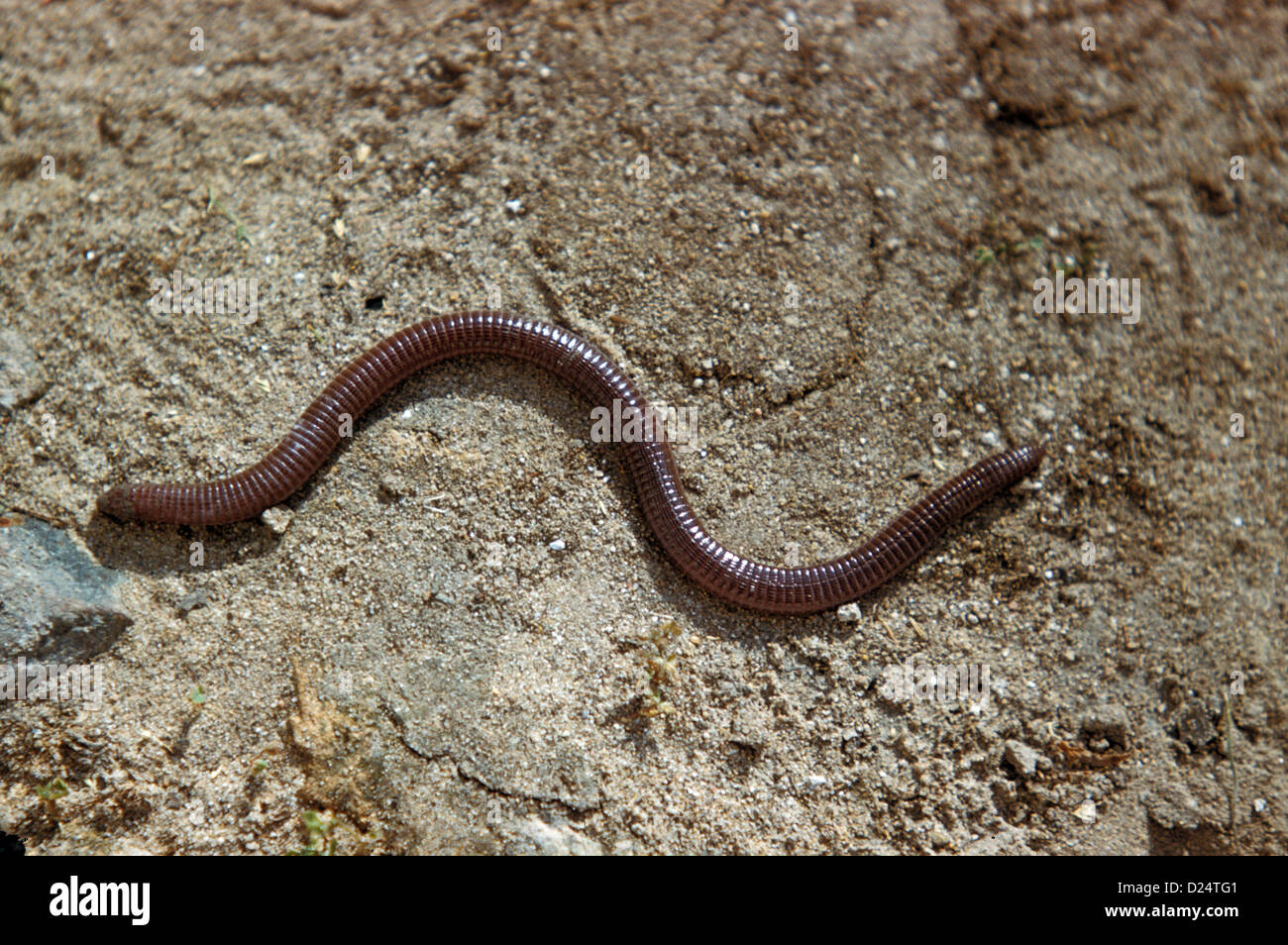 Worm Lizard (Blanus cinereus) On sand Stock Photo