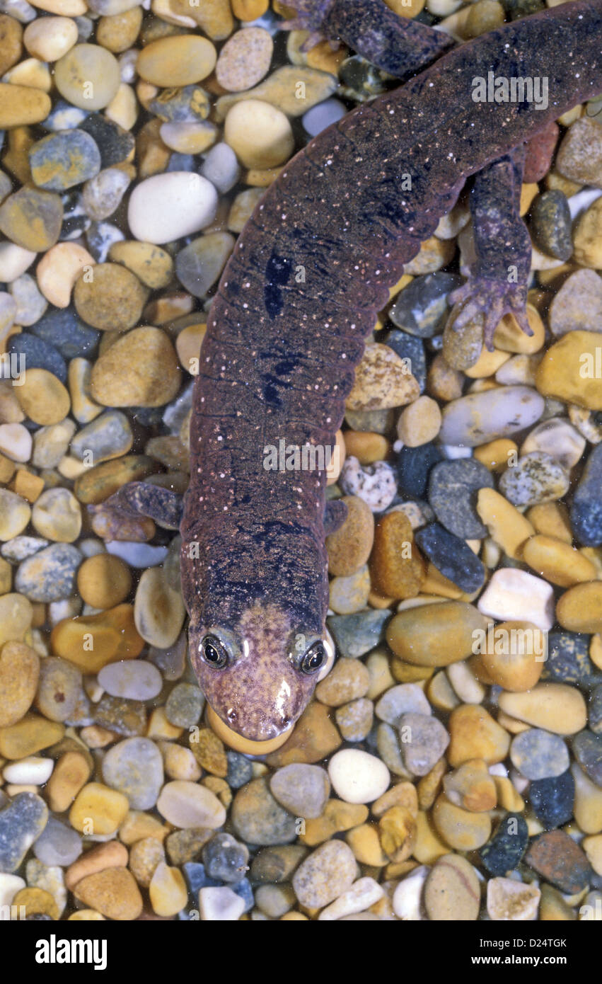 Lungless Salamander (Desmognathus quadrimagulatum Stock Photo - Alamy