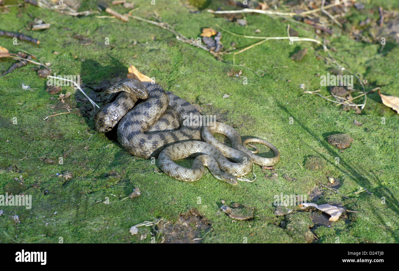 Dice Snake (Natrix tessellata) Adult and immature Stock Photo