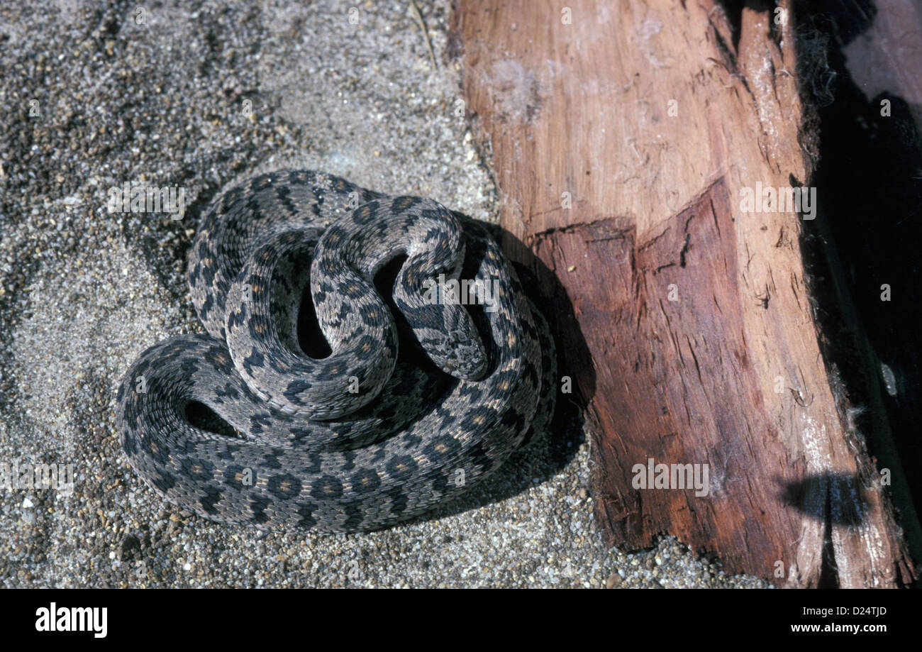 Eggeating Snake (Dasypeltis scabra) Coiled on sand beside piece of wood / South Africa Stock Photo
