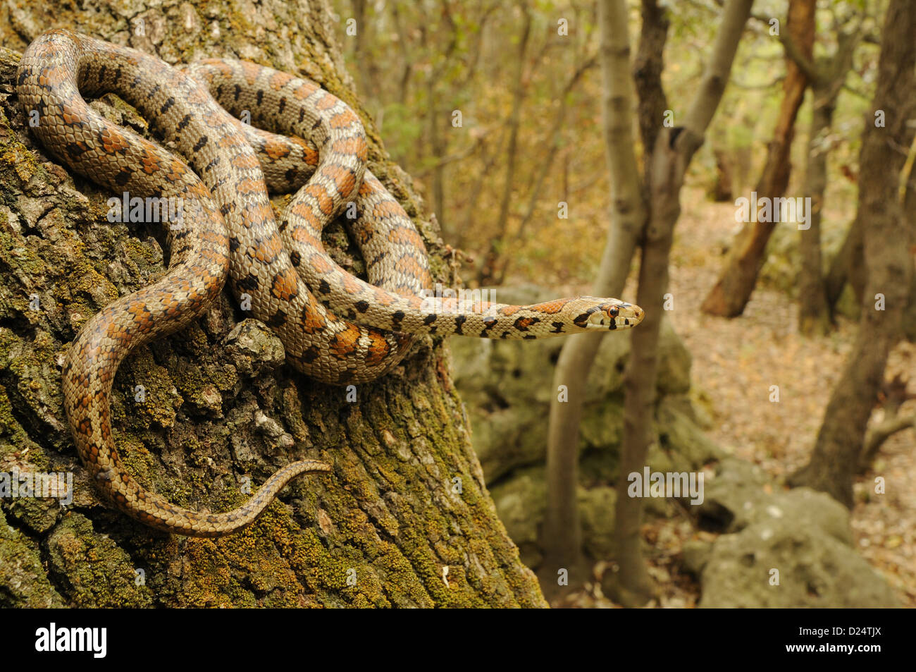 Leopard Snake (Zamenis situla) adult, on tree trunk in woodland habitat, Croatia, april Stock Photo