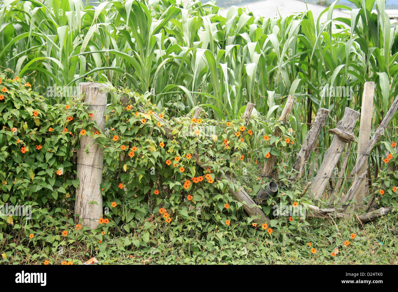 A barbed wire fence covered in ivy and flowers next to a field of corn ...