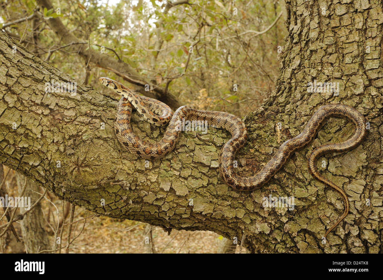 Leopard Snake (Zamenis situla) adult, on branch in tree, Croatia, april Stock Photo