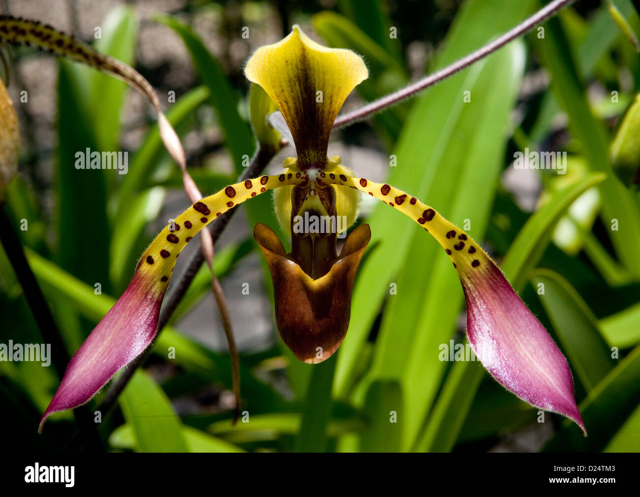 Orchids Flowers, Port Moresby, Papua New Guinea Stock Photo Alamy