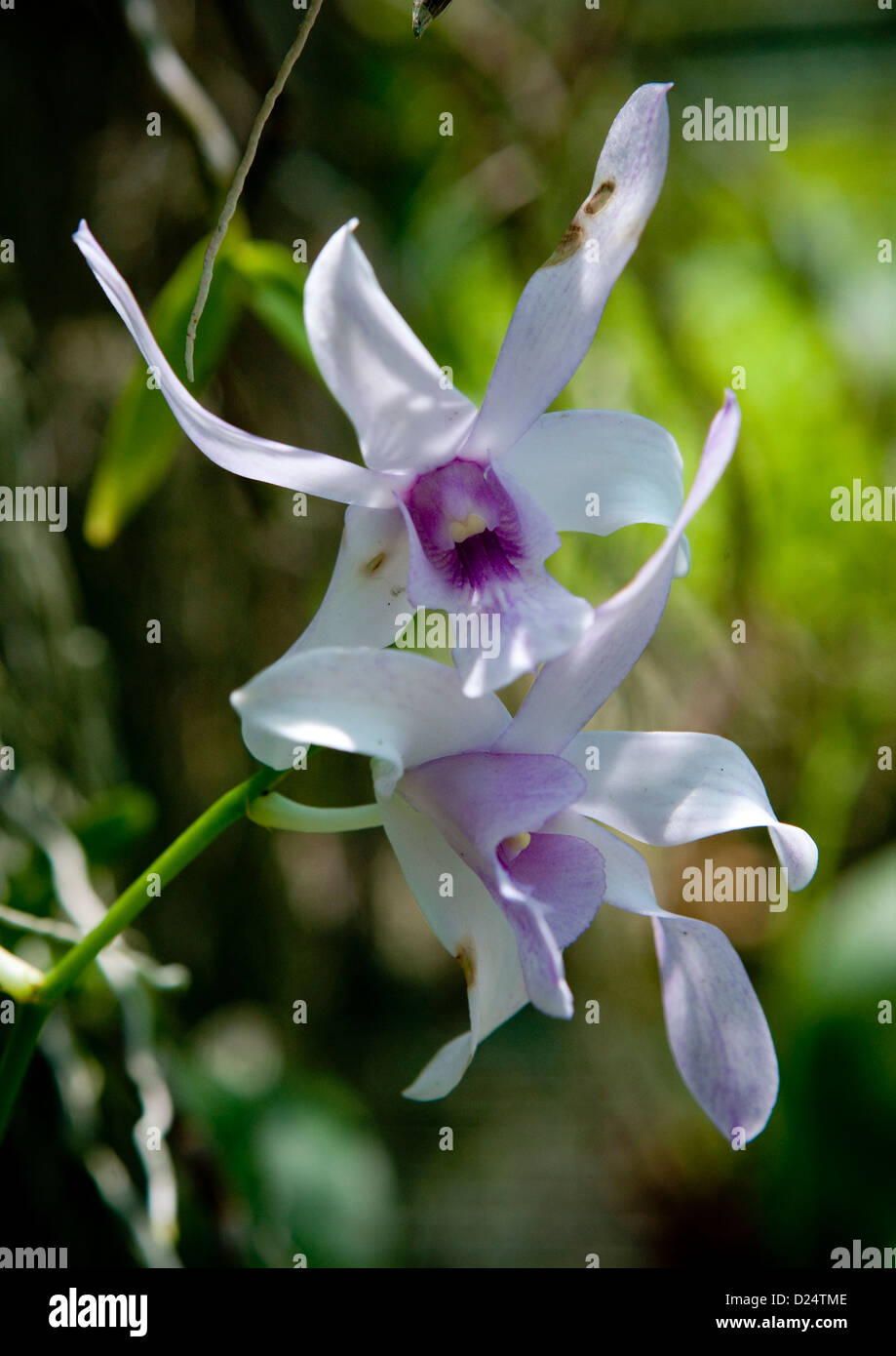 Orchids Flowers, Port Moresby, Papua New Guinea Stock Photo Alamy