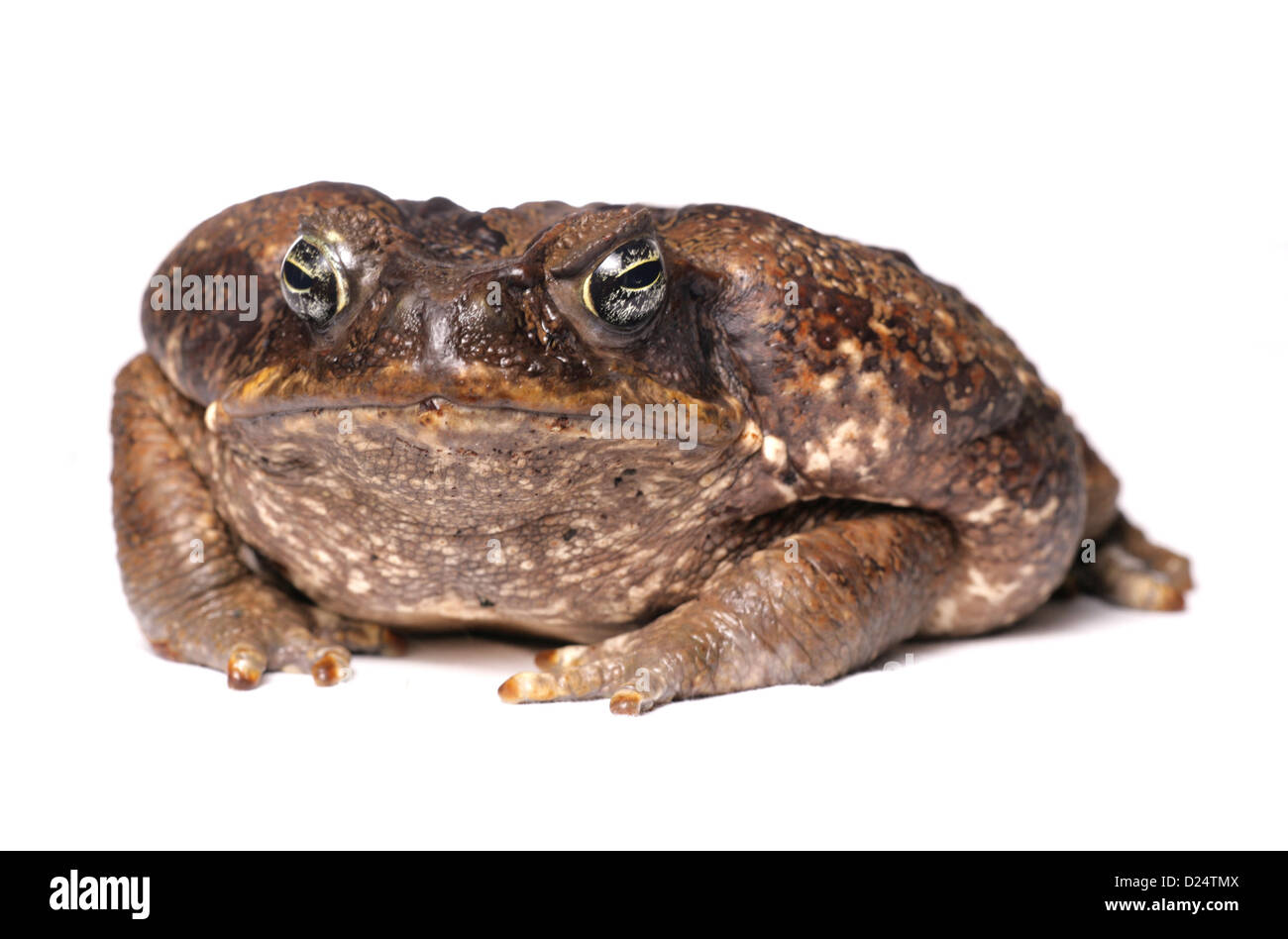 Cane Toad (Rhinella marinus) adult Stock Photo