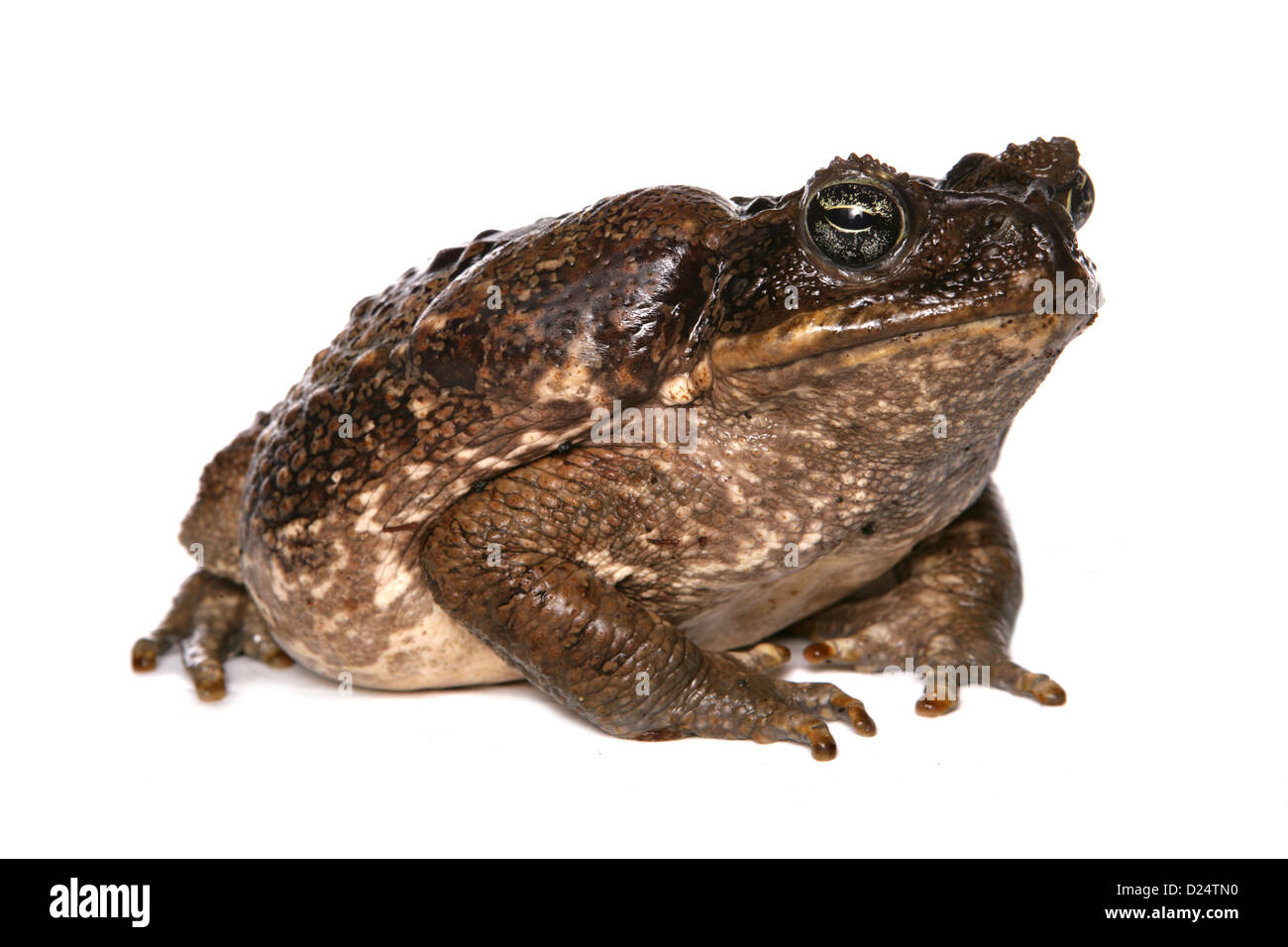 Cane Toad (Rhinella marinus) adult Stock Photo - Alamy