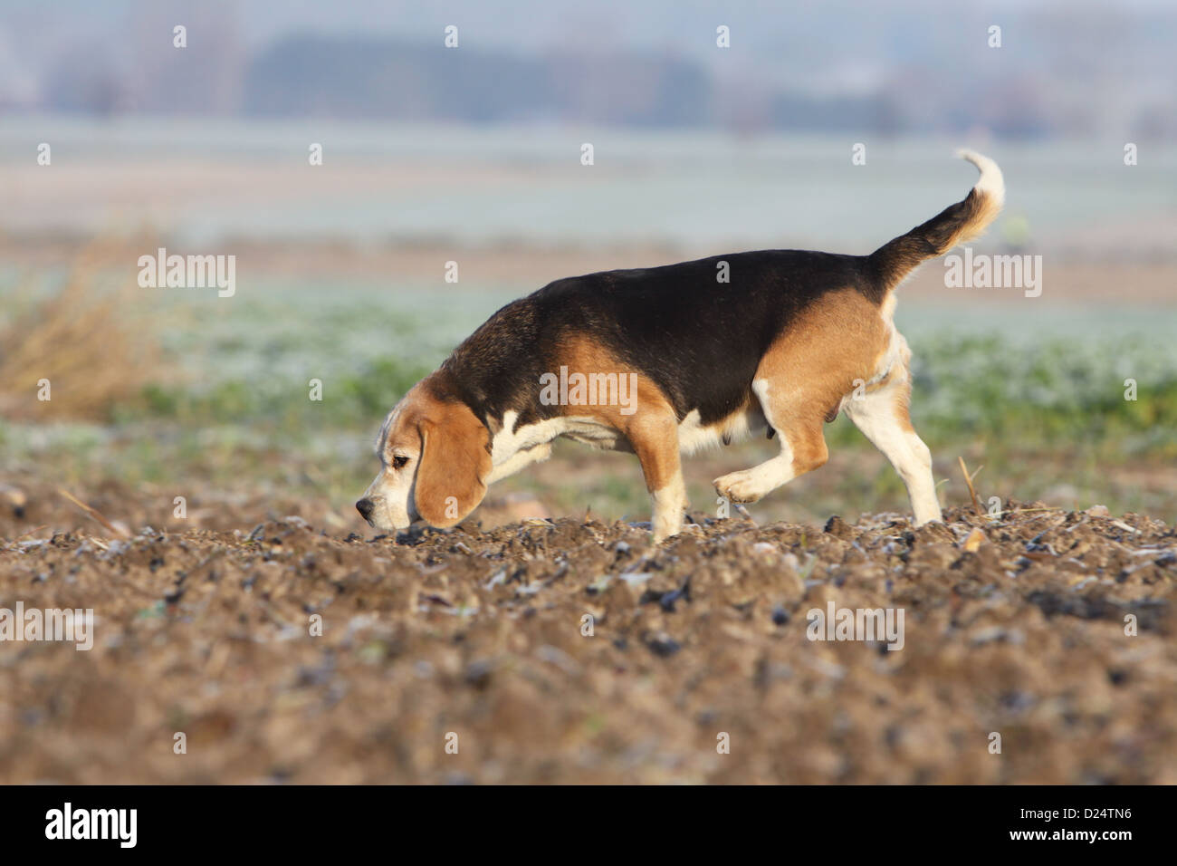 Why Do Beagles Smell